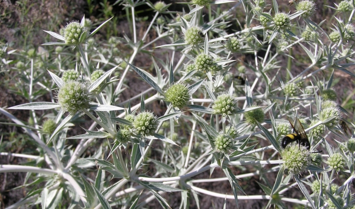 Eryngium campestre L.