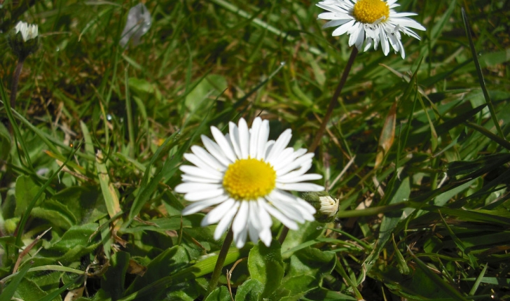 Bellis perennis