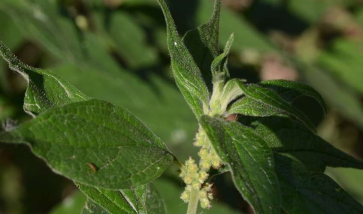 Parietaria officinalis (Linné, 1753)