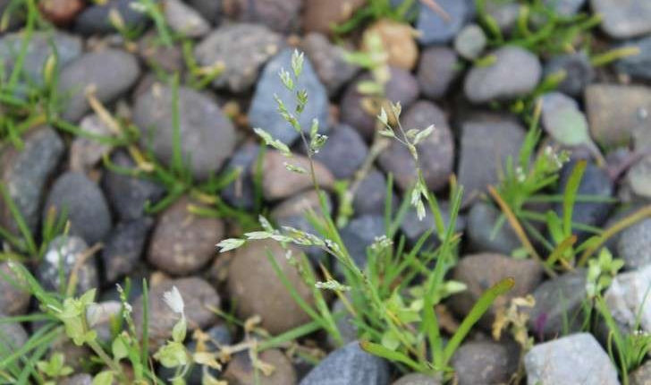 Poa annua (L., 1753)