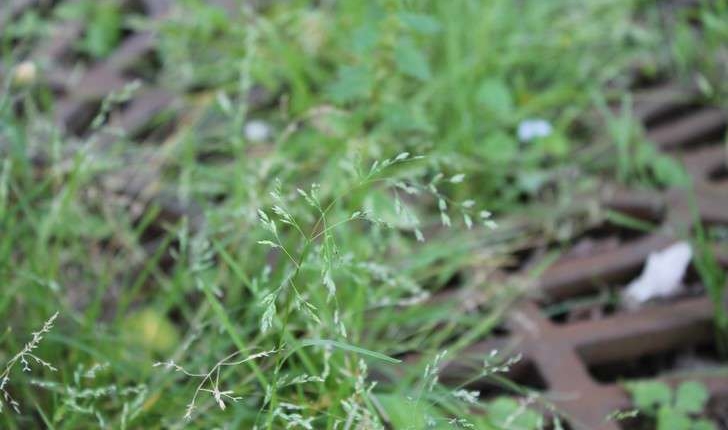 Poa annua (L., 1753)