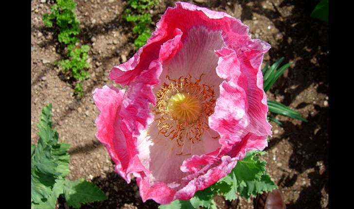 Papaver somniferum L., 1753