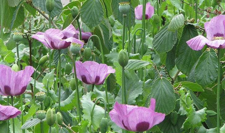 Papaver somniferum L., 1753