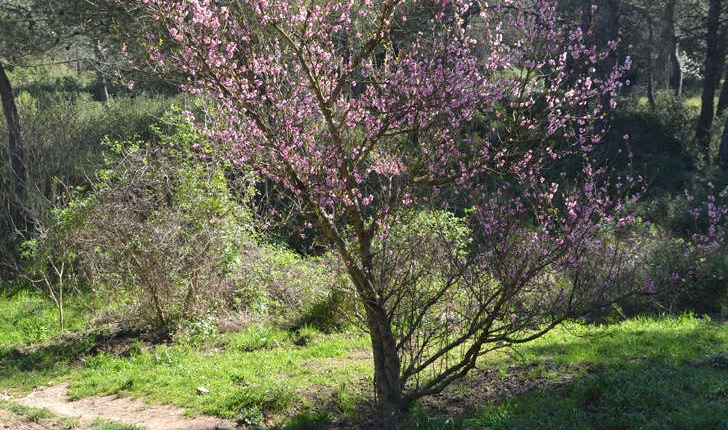 Prunus persica ((L.) Batsch, 1801)