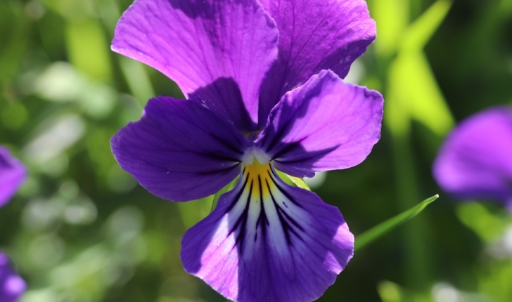 Viola tricolor