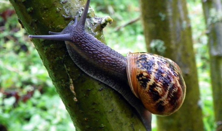 Helix aspersa (Müller 1774)