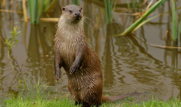 Loutre commune (Crédits : Peter Trimming - Flickr)