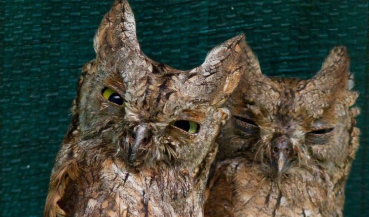 Otus scops (Linnaeus, 1758)