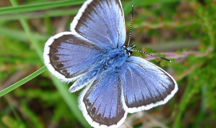 Plebejus argus (Linnaeus, 1758)