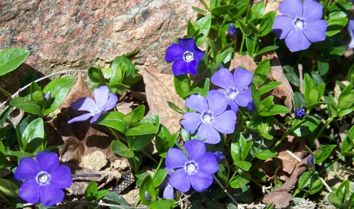 Vinca Minor