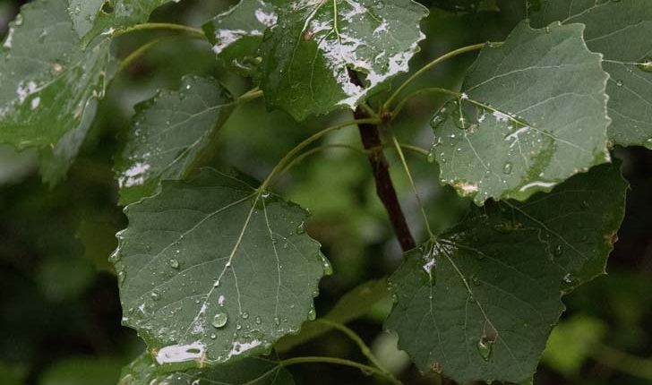 Populus tremula