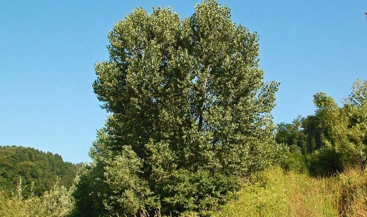 Populus tremula