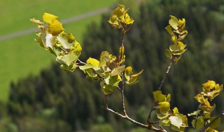 Populus tremula