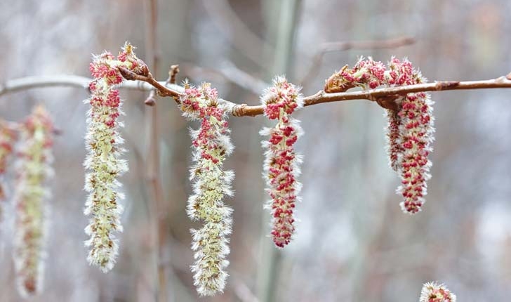 Populus tremula