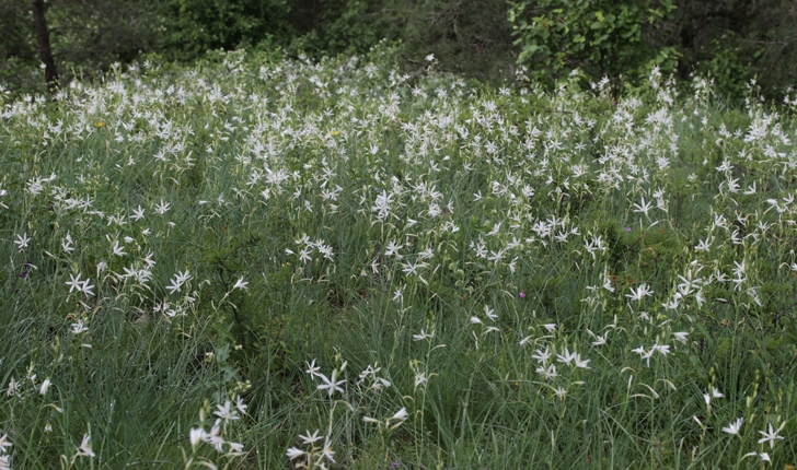 Anthericum liliago