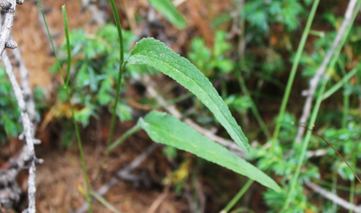 Phyteuma betonicifolium (Vill., 1785)