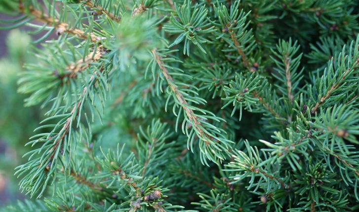 Picea abies ((L.) H.Karst., 1881)