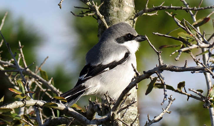 Lanius excubitor (Linnaeus, 1758)