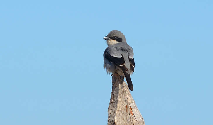 Lanius excubitor (Linnaeus, 1758)