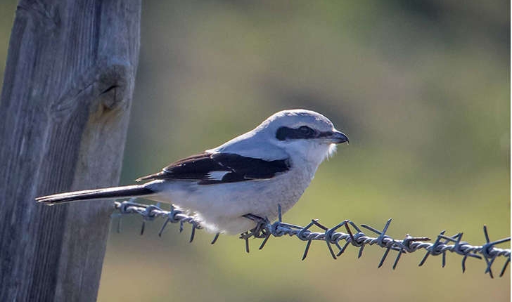 Lanius excubitor (Linnaeus, 1758)