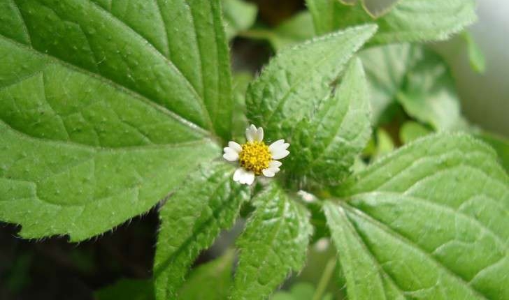 Galinsoga quadriradiata (Ruiz & Pav., 1798)