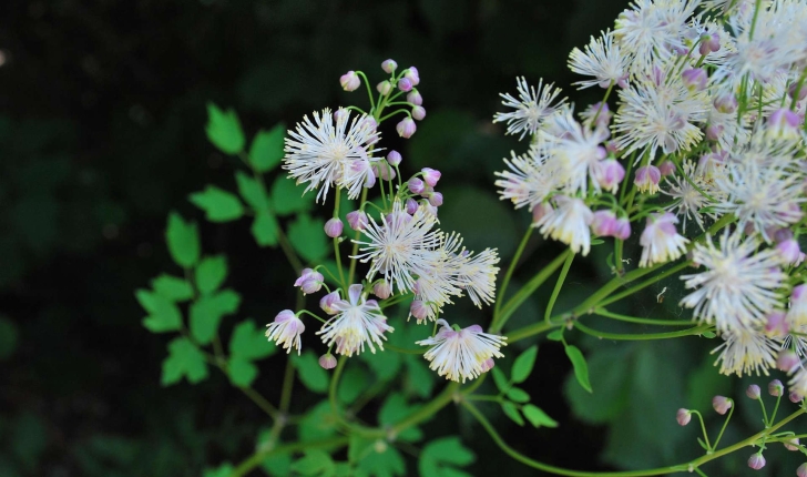 Thalictrum aquilegiifolium (L., 1753)