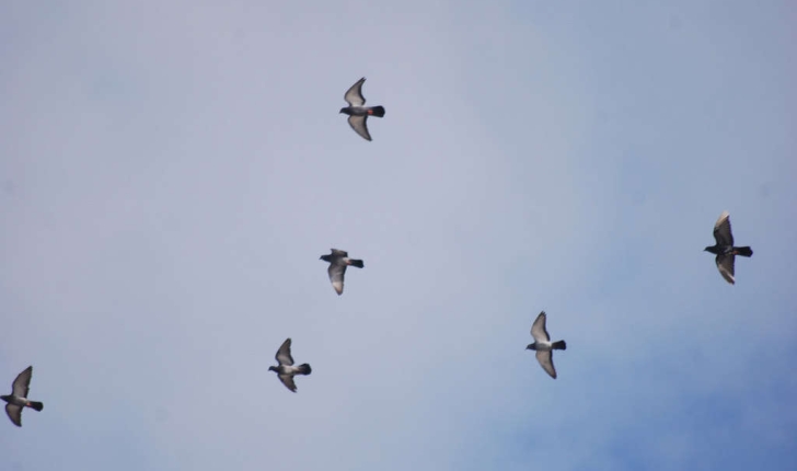 Columba livia