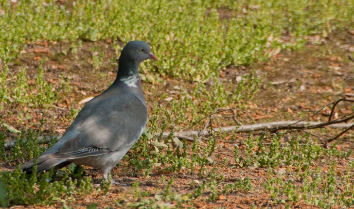 Columba palumbus (Linné, 1758)