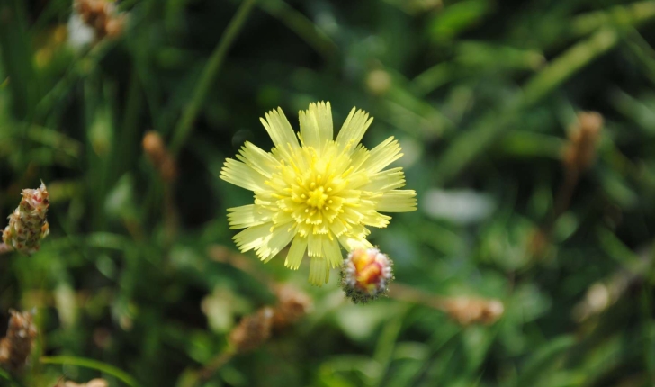 Pilosella officinarum (FW Scultz, 1862)