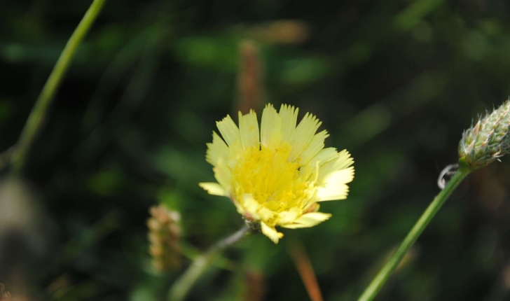 Pilosella officinarum (FW Scultz, 1862)