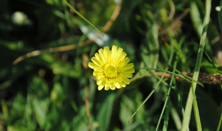 Pilosella officinarum (FW Scultz, 1862)