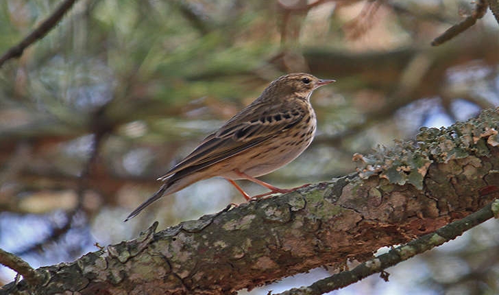 Anthus trivialis (Linnaeus, 1758)