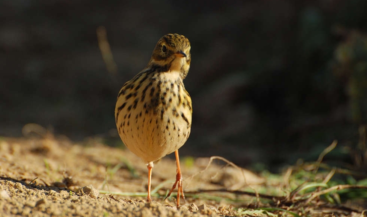 Anthus pratensis (Linnaeus, 1758)