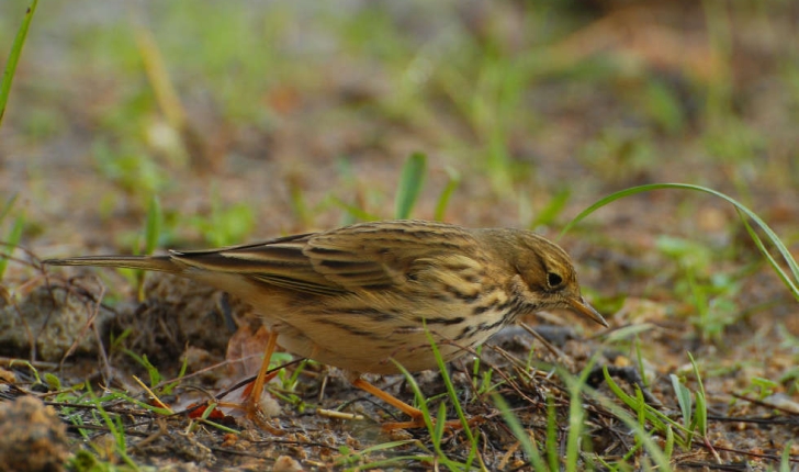 Anthus pratensis (Linnaeus, 1758)