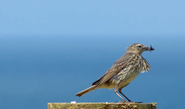 Anthus petrosus (Montagu, 1798)