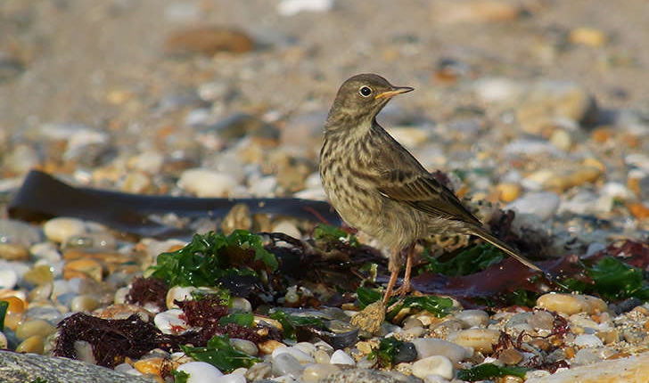 Anthus petrosus (Montagu, 1798)