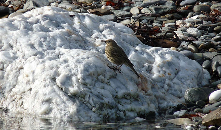 Anthus petrosus (Montagu, 1798)