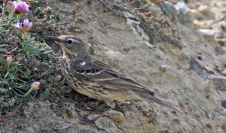 Anthus petrosus (Montagu, 1798)