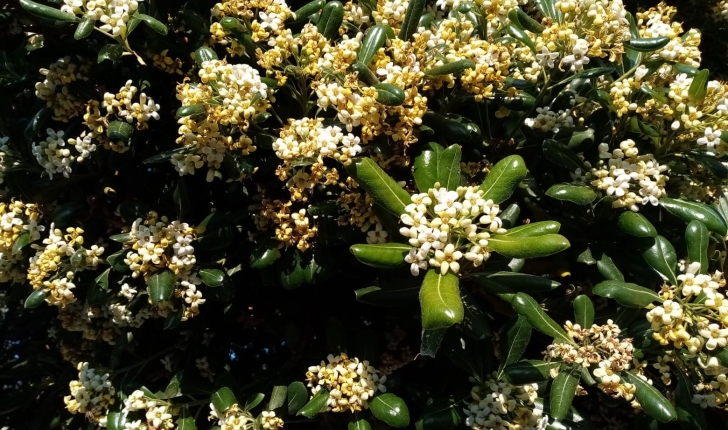 Pittosporum tobira