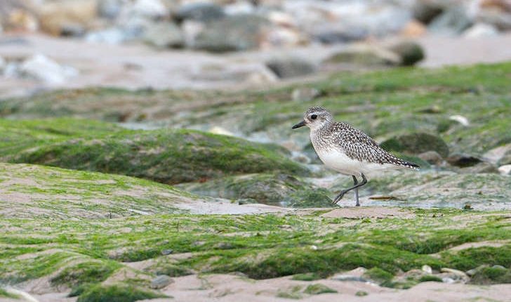 Pluvialis squatarola (Linnaeus, 1758) 