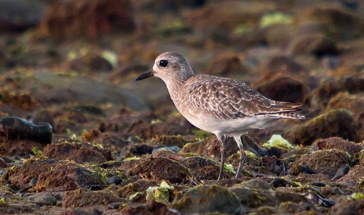 Pluvialis squatarola (Linnaeus, 1758) 