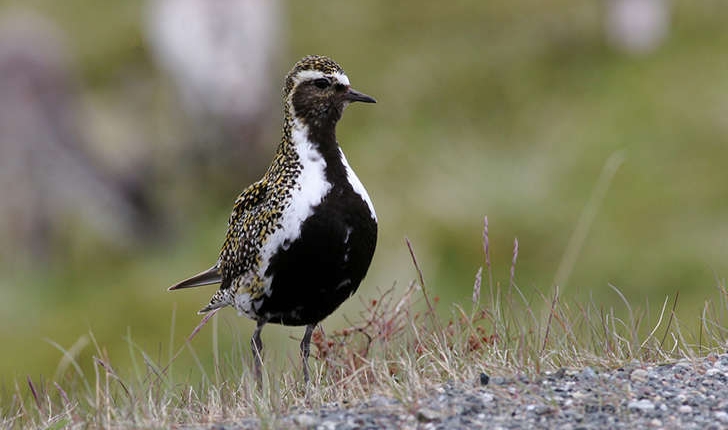 Pluvialis apricaria (Linnaeus, 1758)