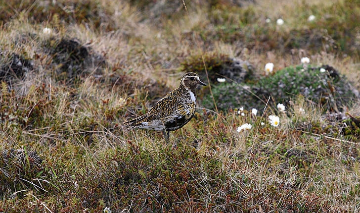 Pluvialis apricaria (Linnaeus, 1758)