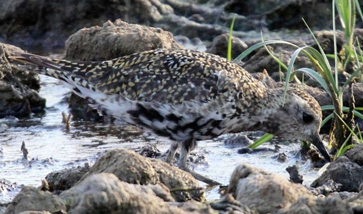 Pluvialis apricaria (Linnaeus, 1758)