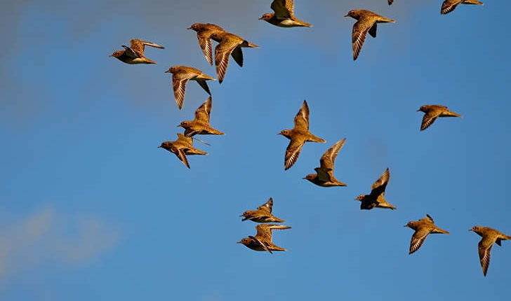 Pluvialis apricaria (Linnaeus, 1758)