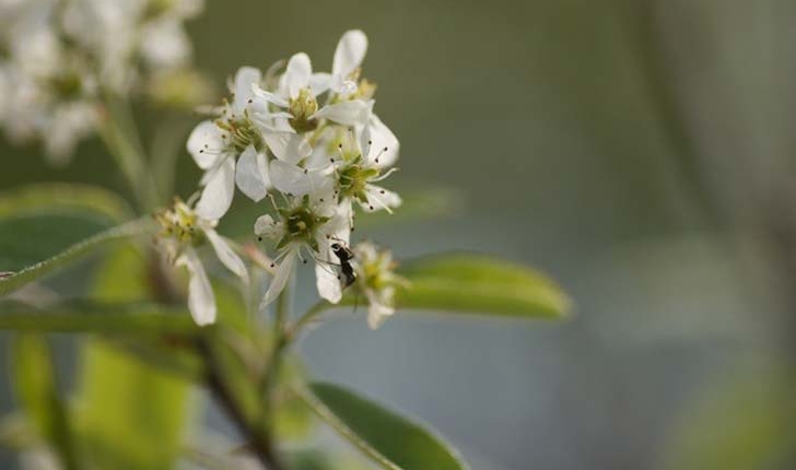 Pyrus communis subsp. pyraster