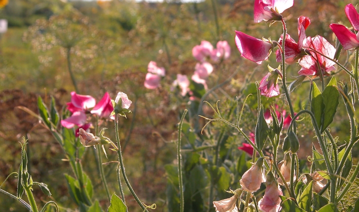 Lathyrus odoratus (L., 1753)
