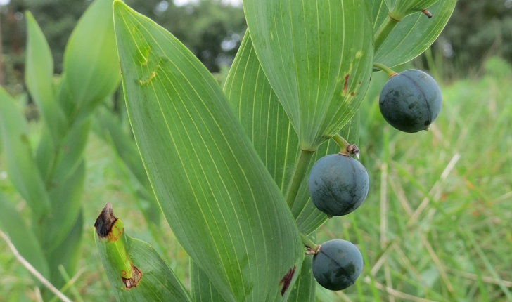 Polygonatum multiflorum