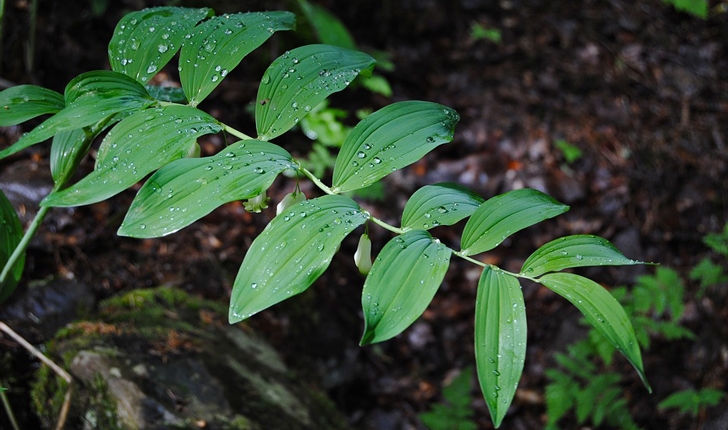 Polygonatum multiflorum