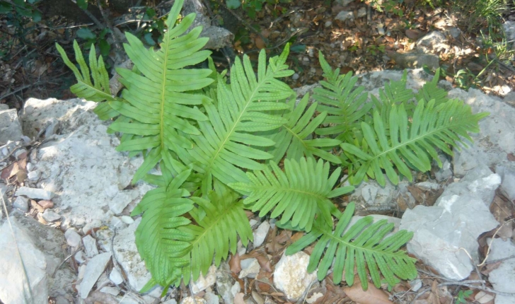 Polypodium vulgare (L. 1753)